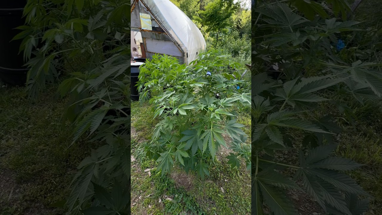 Mars Hydro VS Vipar Spectra 