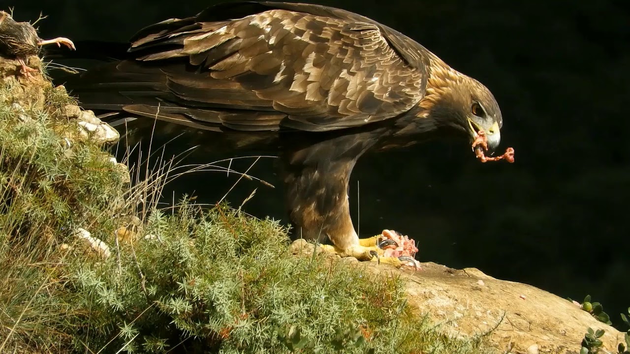 HIDE SAITOKI  LAS ÁGUILAS DEL NORTE (OTOÑO 2020)