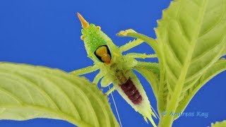 Katydid, Copiphora gracilis from Ecuador