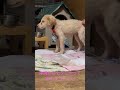 僕は大きな鳥に乗ってやって来た此処は落ち着ける場所だってだから勇気を出す僕は僕なりに頑張ってるんだよ