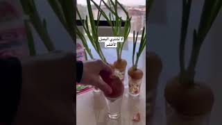 لا تشتري البصل الأخضر.