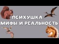 ХИККАН №1 | ПСИХУШКА | МИФЫ И РЕАЛЬНОСТЬ | БАБУЛЯ ХИККАНА