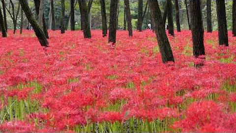 Lycoris Festival 埼玉・巾着田の曼珠沙華（彼岸花）花の名所案內 - 天天要聞