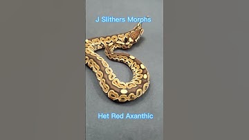 HRA (Het red Axanthic) baby #ballpythons