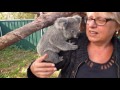 Being a koala carer (starring Sammi the koala)