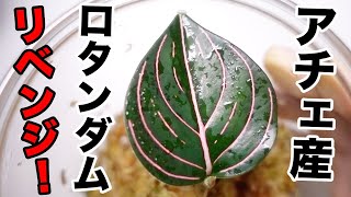 リベンジ】アチェ産ロタンダム（アグラオネマ）の育成に再挑戦！次は水