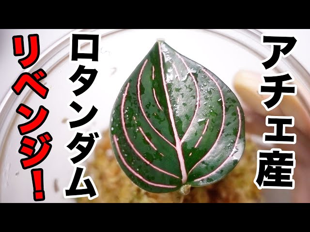 リベンジ】アチェ産ロタンダム（アグラオネマ）の育成に再挑戦！次は水