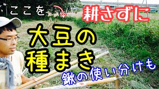 無肥料･不耕起畝に黒大豆の踏みつけ種蒔きと発芽【耕さない畝作り】2020年8月1～7日