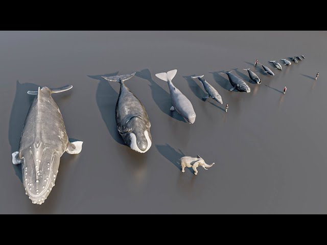 Size Comparison : whale and dolphin  | 3D Animation class=