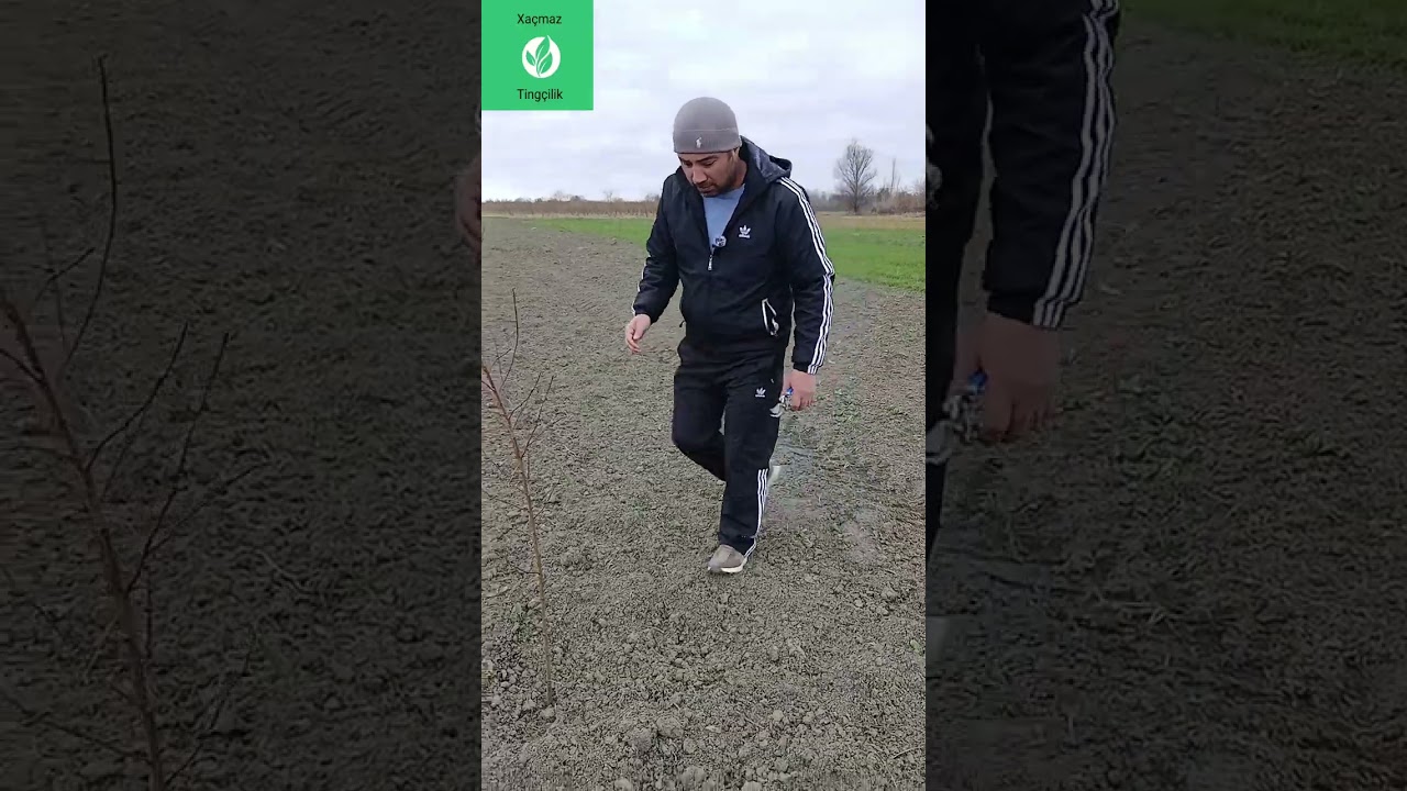 ŞAFTALI GÖZ QƏLƏMLƏRİ: