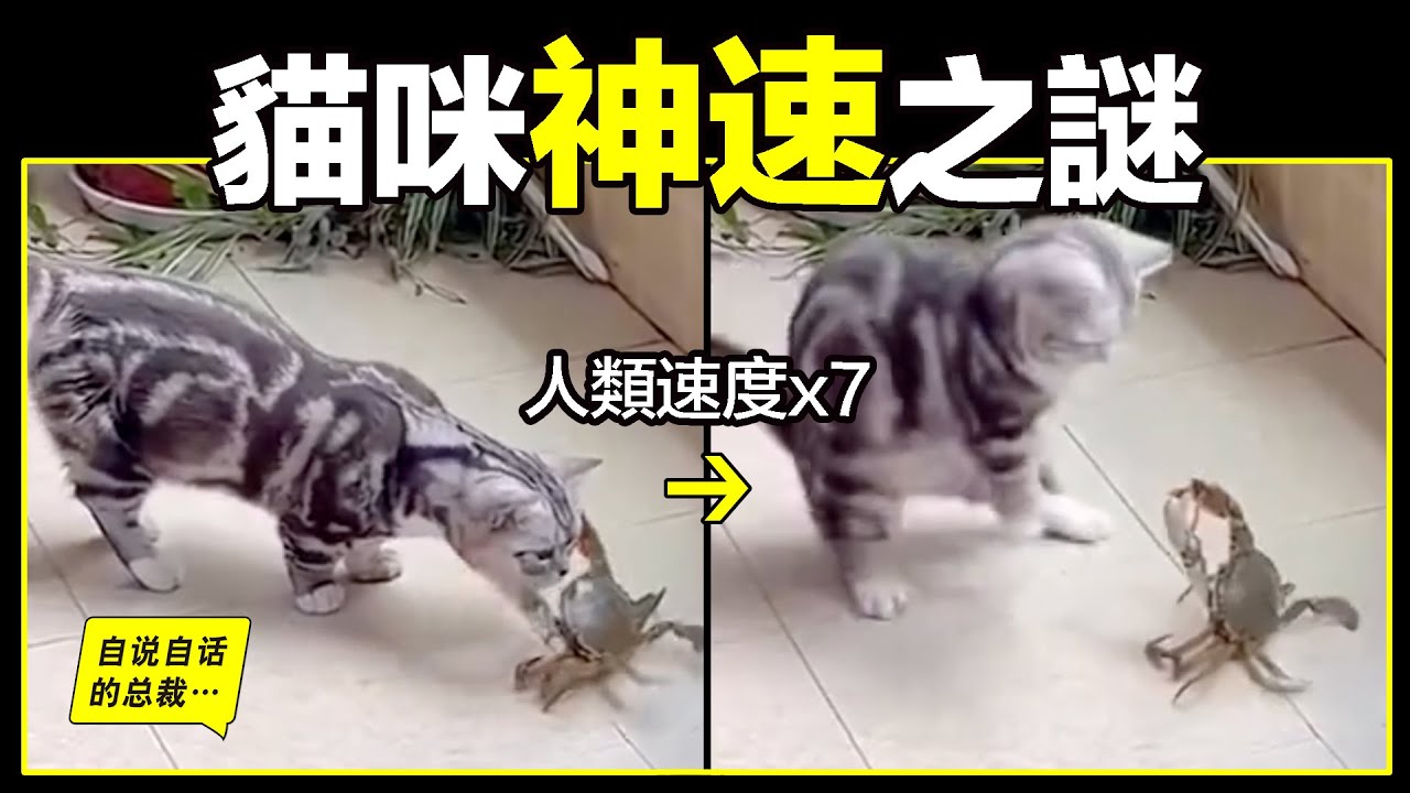 各種殘念的貓！日本攝影師最愛拍「貓咪丟臉」模樣，微妙表情網友狂讚超愛！ | 寵物圈圈、可愛寵物、貓咪攝影、日本、推特、推特爆紅、殘念的貓、可愛、貓、貓咪|  寵物圈圈|, image size:1280x720