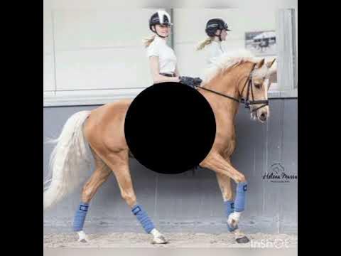 Виды конного спорта🐴🐴🐴 - YouTube