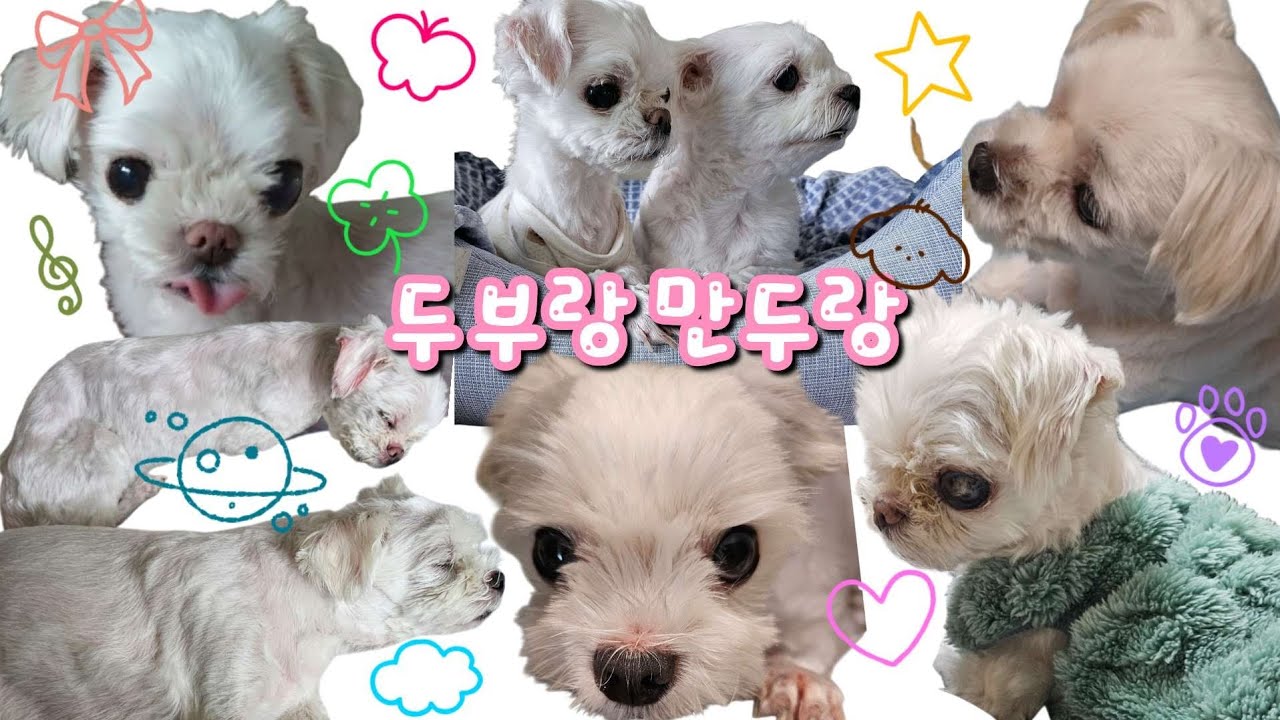 새해는 도넛으로 시작함 🍩 | 일상VLOG 강아지 랜디스도넛  아베베도넛 스타벅스케이크 크림파스타