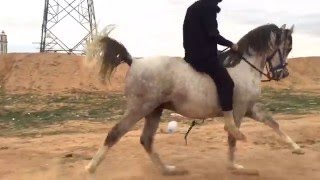 Bareback riding on an Arabian Horse / شرح عام عن ركوب الخيل والتحكم بها وأسلوب التعامل معها