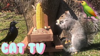 Cat TV!|Picnic table for squirrels and birds!