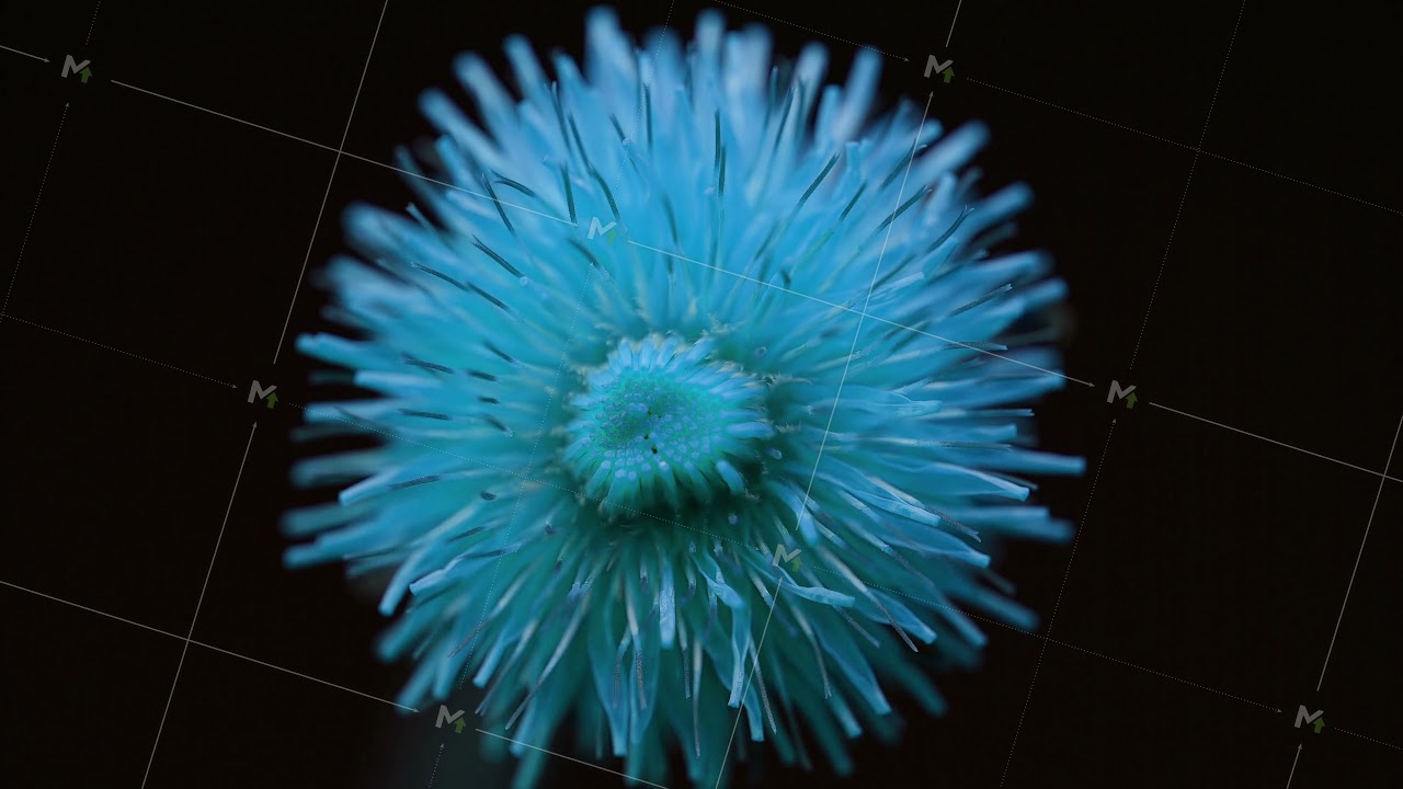 Growing blue Plants blooming blue flower blossom in Time lapse, nature spring season. Gardening