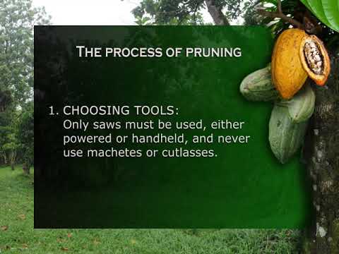 Pruning Cocoa Trees - A Practical Guide