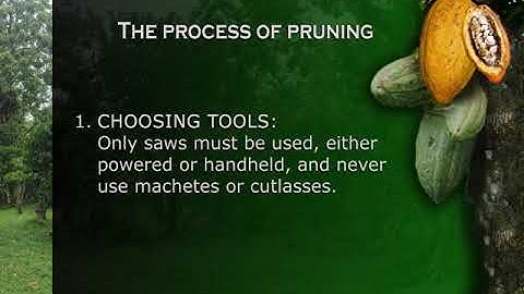 Pruning Cocoa Trees - A Practical Guide