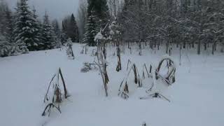 по зимнему лесу мото-буксировщик Егерь,чуть не перевернулся#снегоход #мотобуксировщик #мотособака