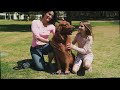 Is AI Training Harming Your Golden Retriever Uncover Hidden Dangers for Your Furry Friend
