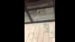 Woman Breaks A Store Glass Window Trying To Hit A Spider With Broom
