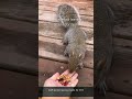 Squirrels Are Absolute Criminal Masterminds 😂 #Shorts