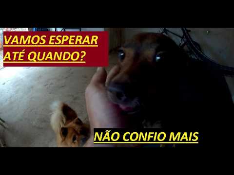 PEGUEI O CACHORRO MAS NÃO ESPERAVA ACONTECER ISSO