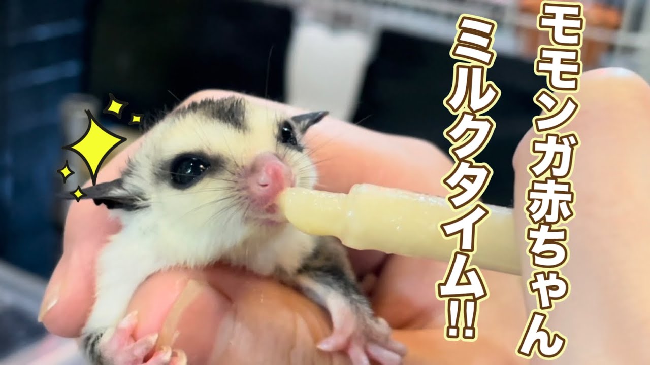 ミルクを飲むフクロモモンガの赤ちゃん♪（熱帯倶楽部東川口本店