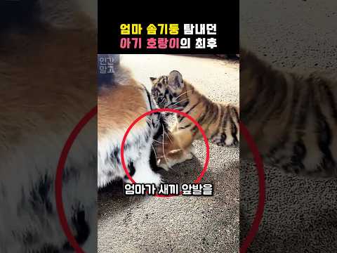 엄마 앞발 갖겠다고 떼쓰는 아기 호랑이 #동물 #호랑이 #아기호랑이 #야생동물 #shorts thumbnail