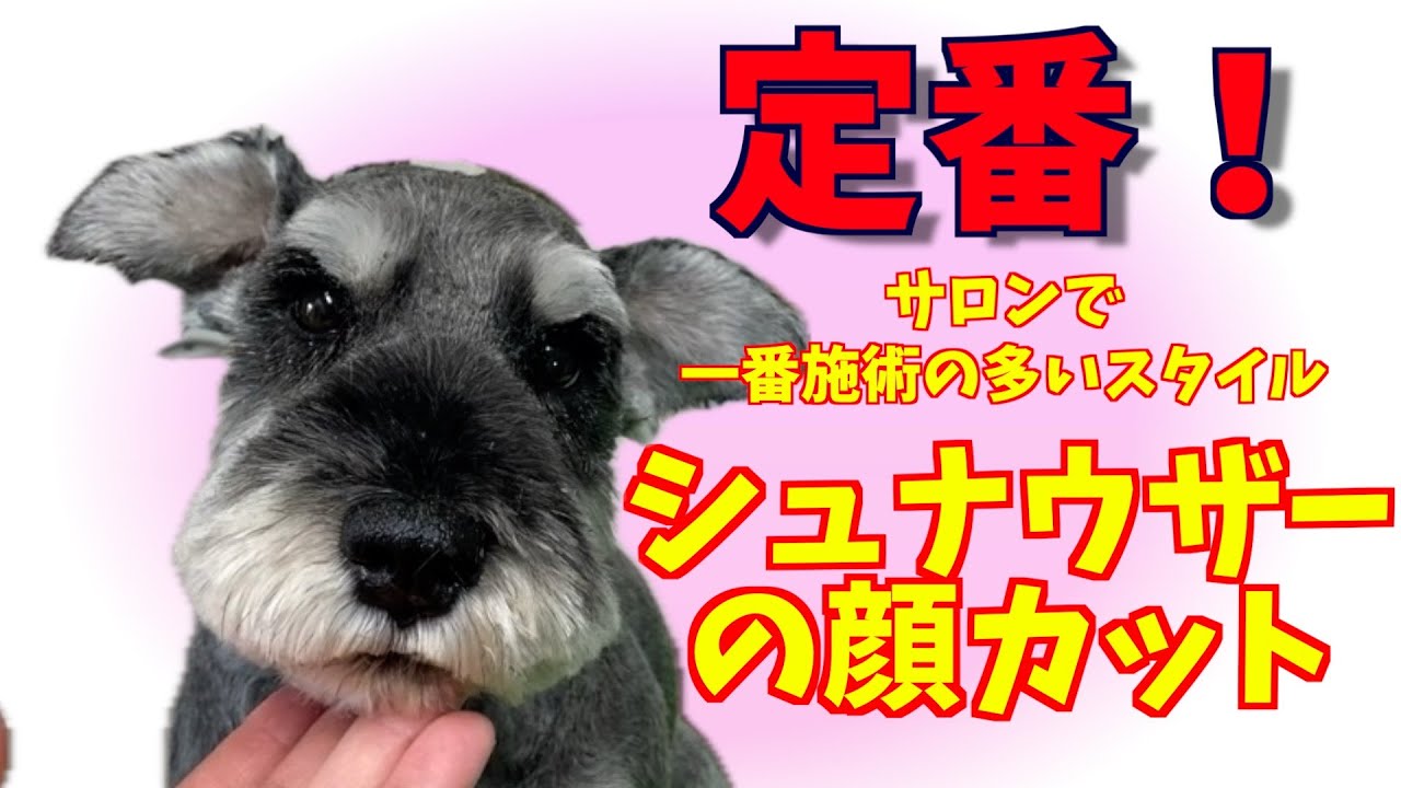 Explanation of Schnauzer pet haircut, the most common treatment