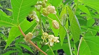 Wildlife: Stingless Bees Pollination