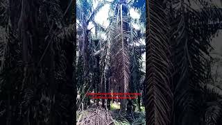 Download Lagu 13 Agustus 2022 MP3