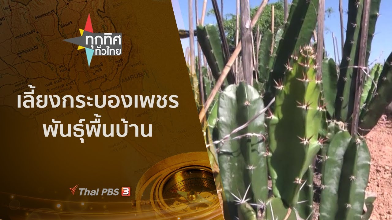 เลี้ยงกระบองเพชรพันธุ์พื้นบ้าน : ทุกทิศทั่วไทย