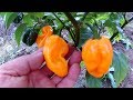 Habanero Big Sun. Хабанеро Большое солнце