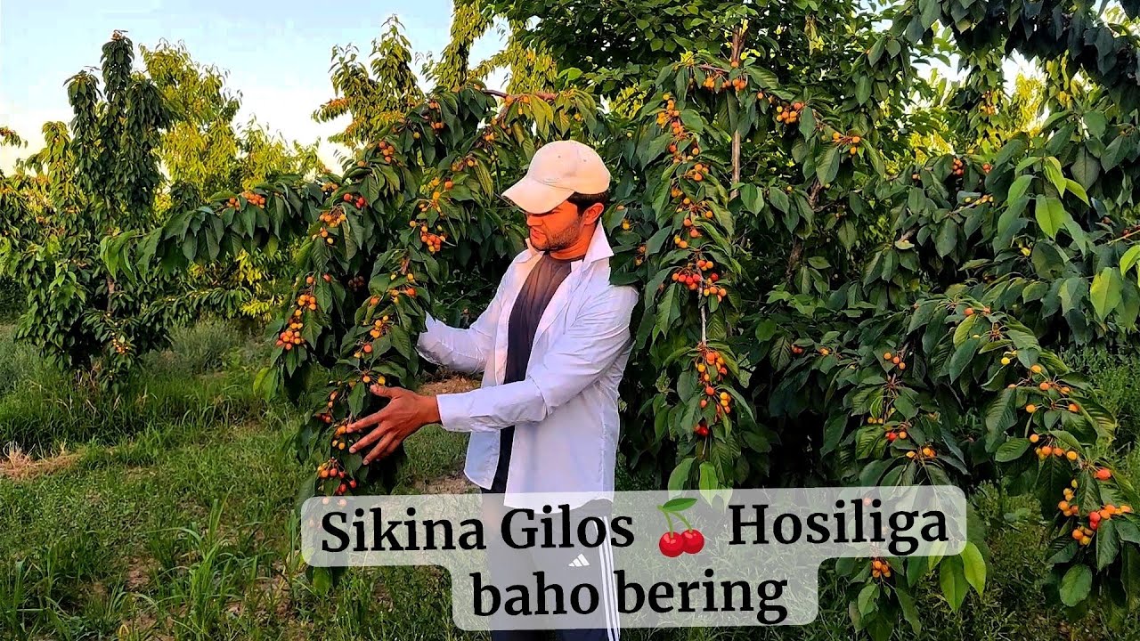 AMERIKANISKI SIKINA GILOS KOʻCHATLARİ BOR BOĞ QILAMAN DEGANLAR UCHUN 🌱🍒 ...