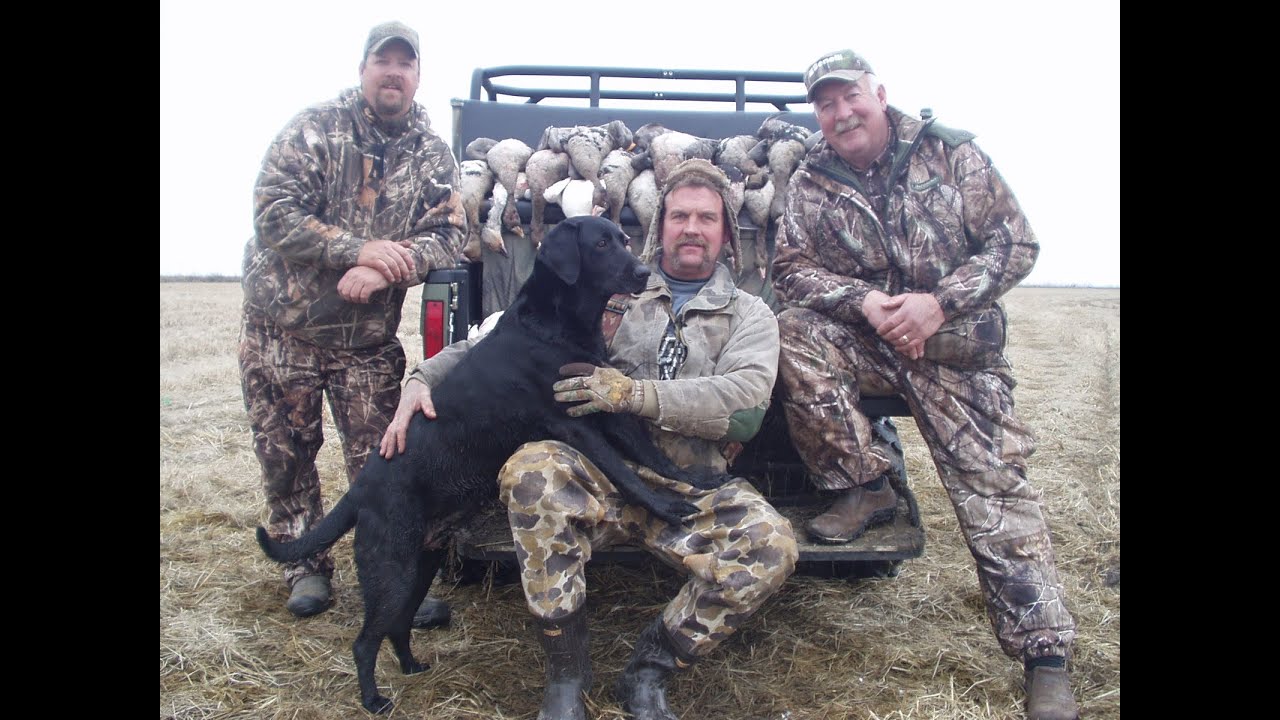 Benelli`s American Safari hosted by Tom Knapp goose hunting in California YouTube
