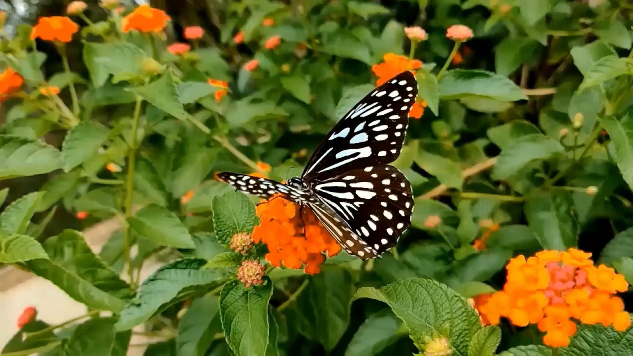 سورة البقرة تلاوة مريحة جداً للقلب مع مناظر طبيعية رائعة HD القارئ #الشيخ_ماهر_المعيقلي