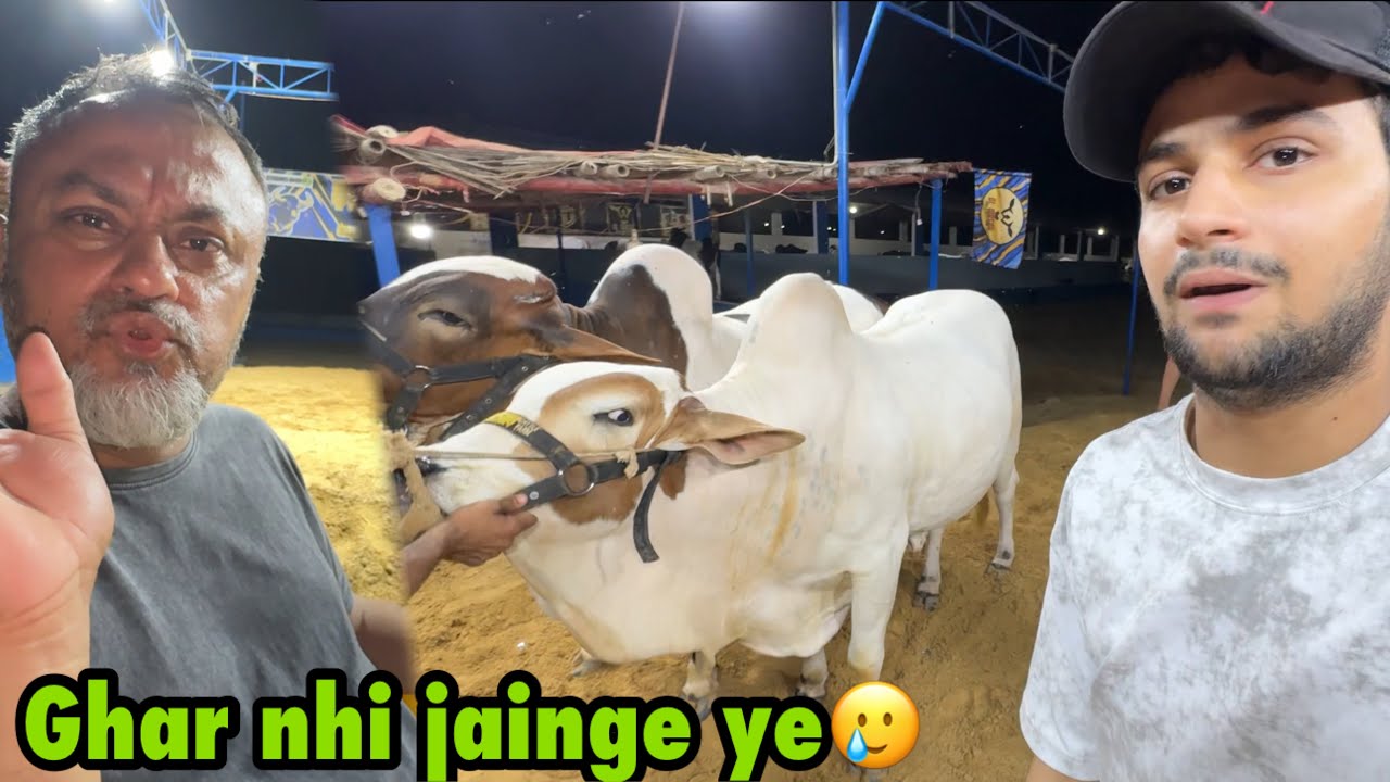 Papa kehte ye cows ghar nhi aigi🥲 | ye to problem hai bhiii😳