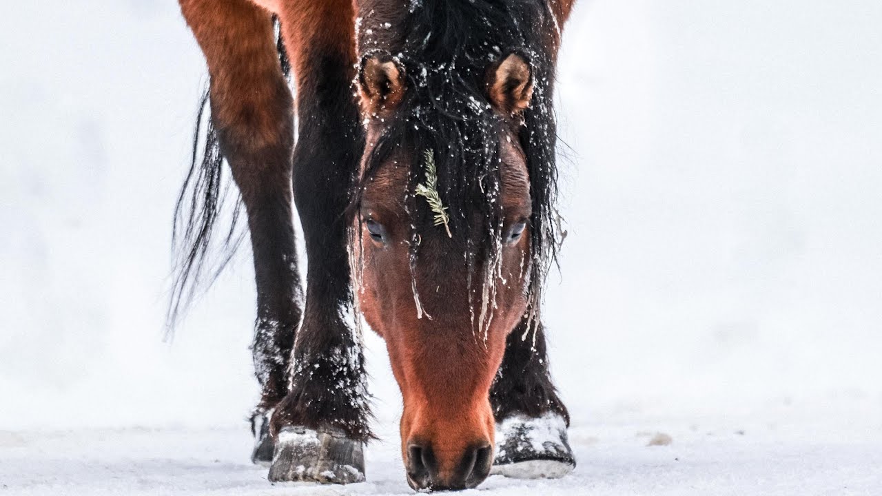 Wild Horse Christmas