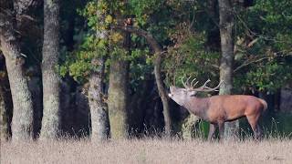 Mon Diaporama De Lexpositon Photo 2018 - Lamotte Beuvron Hd
