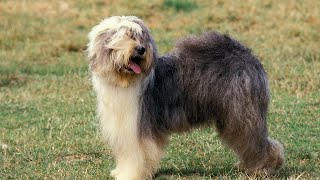 Old English Sheepdog Tricks for Beginners