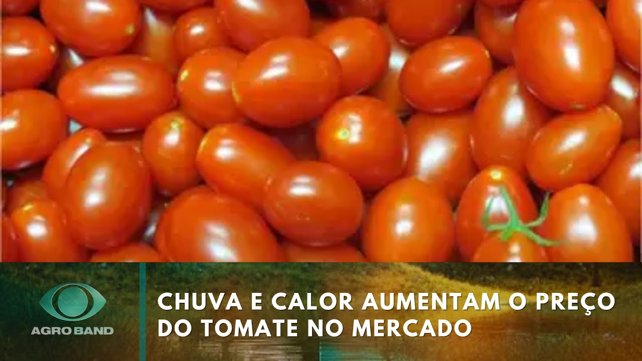 Calor e chuva prejudicam a produção de tomate | Agro Band