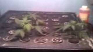 clone vid in the dark..purpleish light