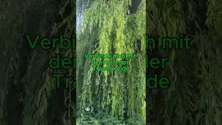 Wenn Trauer und Kummer nicht gehen wollen – versuche es mit 🌿 Trauerweide