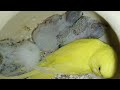 Live Now - Red Eyes Yellow Budgies Parrot Babys Growth - Animals And Birds is live!