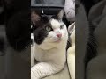 会社猫…期間限定家猫ふくの日常😸年末年始はグッピー家でのんびり家猫生活してます😁#株式会社日章#会社猫 #トラック