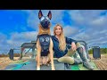 THE BELGIAN MALINOIS MEET ULTIMATE SUPER SOLDIER DOG SCARLETT 