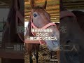 【2024.09.29①②】引退馬から肉用馬となって肥育場で過ごす馬たち。　#引退馬 #引退競走馬の支援 #引退競走馬 #リタッチ馬