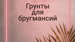 Грунты для бругмансий в разные периоды их развития отличаются по составу.Бругм. в контейнерах.