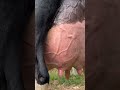 hf 🐄🥛...